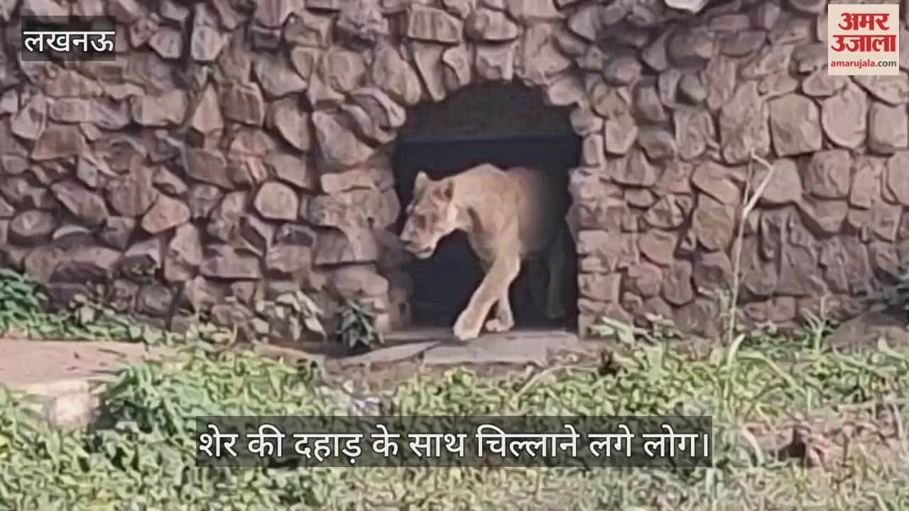 VIDEO: लखनऊ जू में शेर की दहाड़ के साथ चिल्लाने लगे लोग