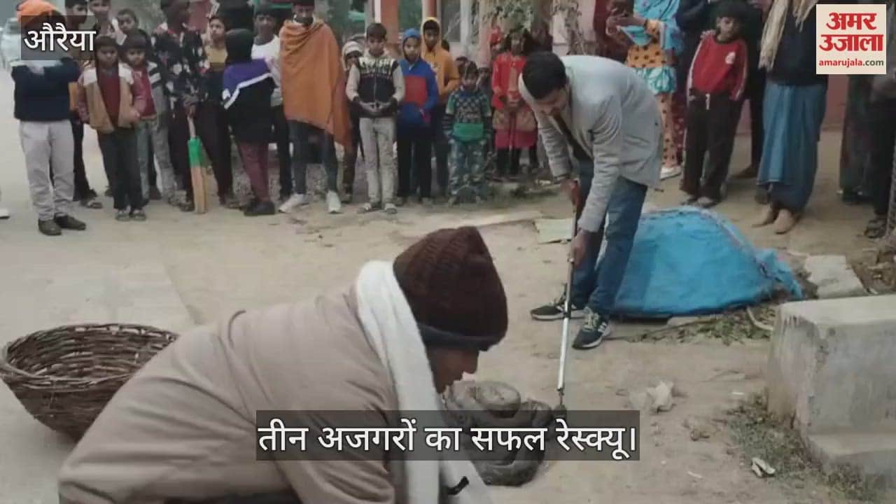 औरैया: एक साथ तीन अजगर निकलने से ग्रामीण सहमे, विभाग ने रेस्क्यू कर जंगल में छोड़ा