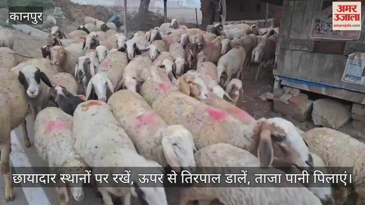 कानपुर: सर्दी में बढ़ रही भेड़ों में नाक बहने की बीमारी, पशु चिकित्सक ने बताया उपचार और बचाव