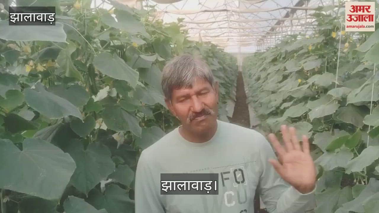 kisaan kar raha jaivik tamaatar kee khetee,ghar ke saath kamaee ka bhee jariya