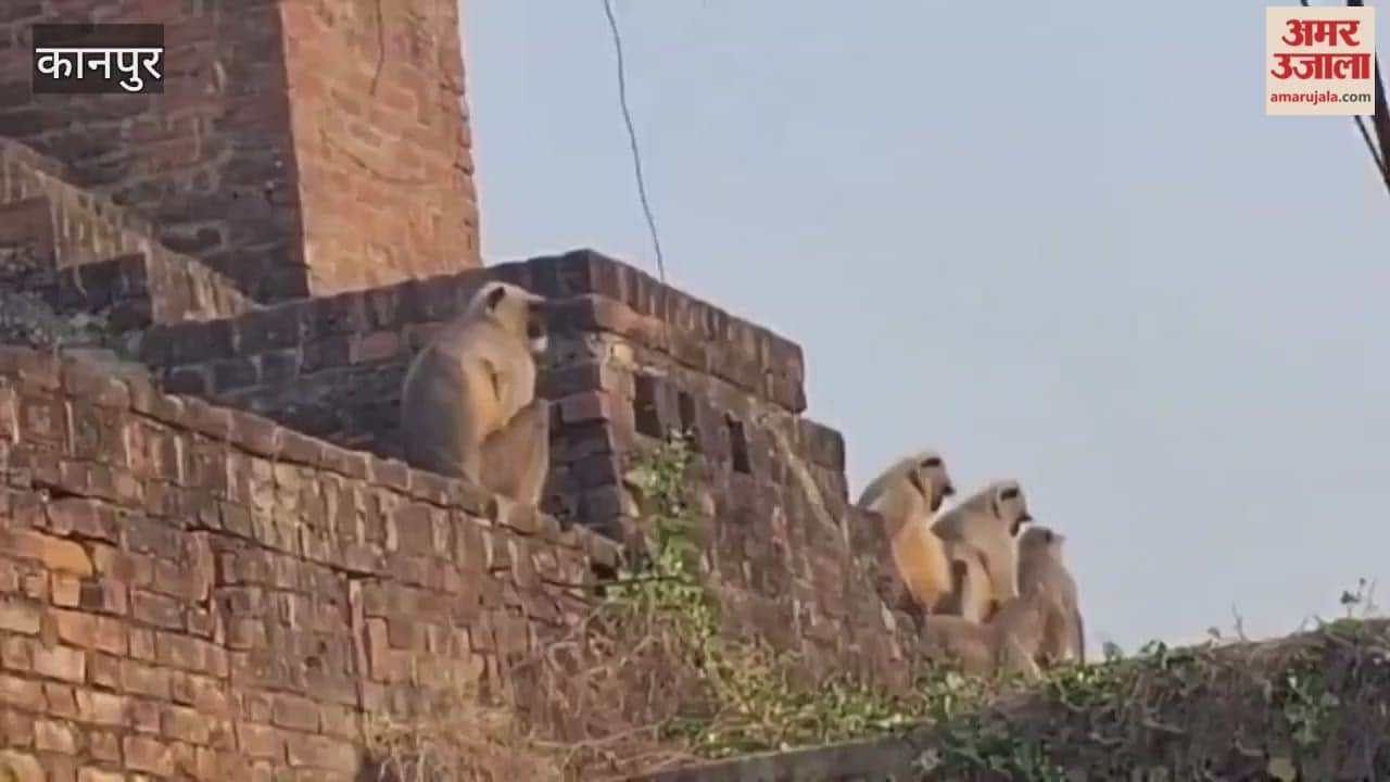biting cold intensified in Bhitargaon, and a troop of monkeys was seen basking in the sun