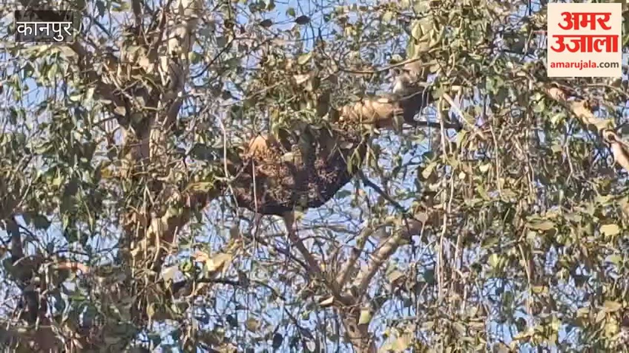 Bees are now targeting villagers as well as livestock
