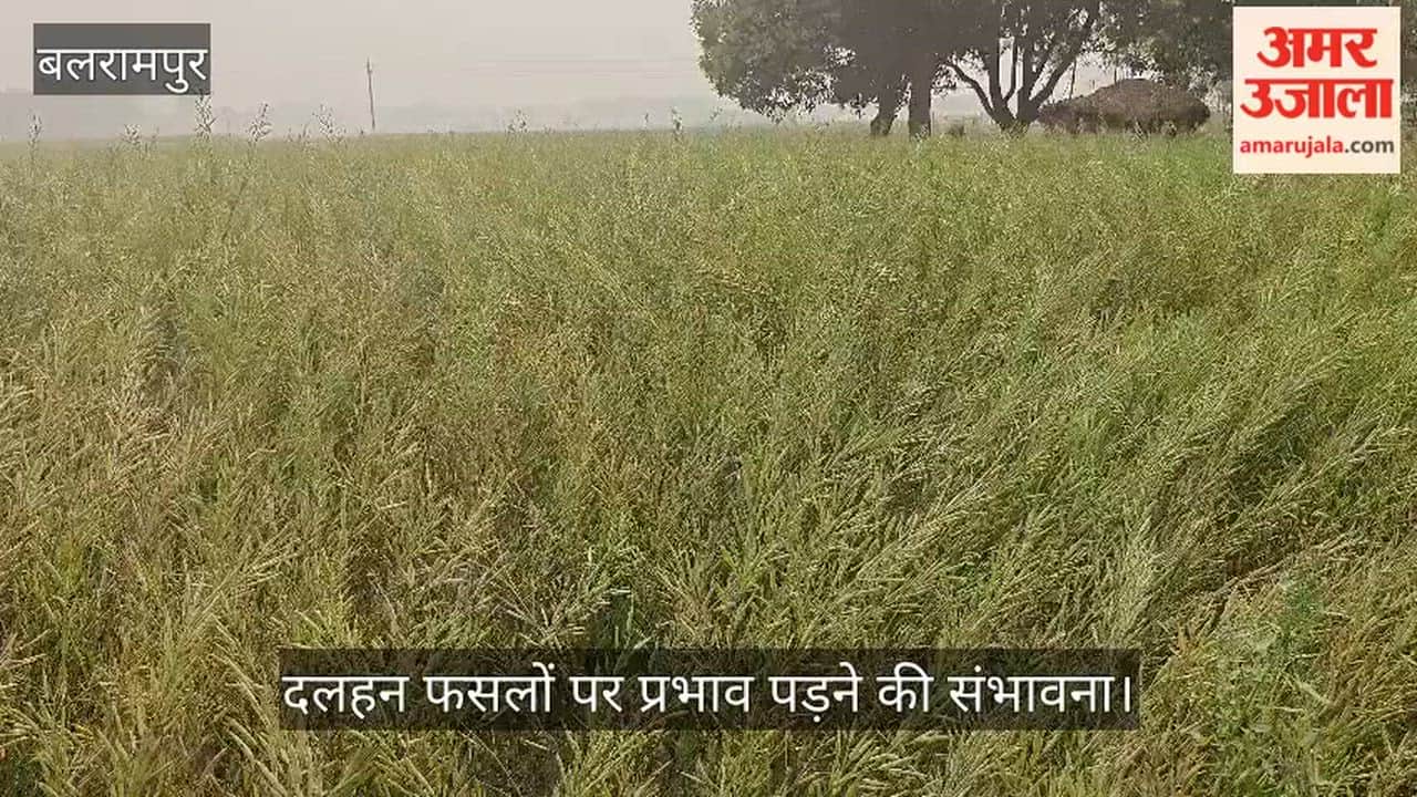 VIDEO: कोहरे से किसानों की बढ़ी चिंता, दलहन फसलों पर प्रभाव पड़ने की संभावना