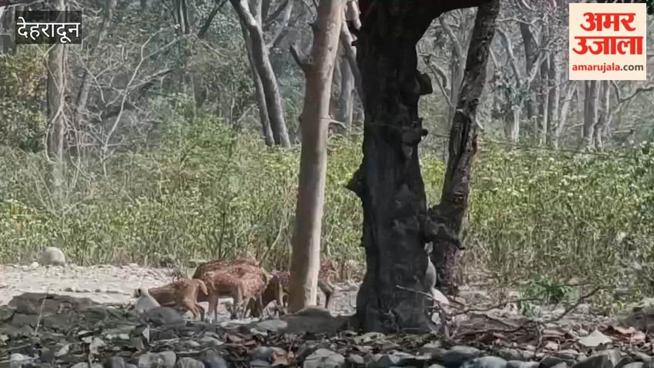 Jolly Grant: Forest Department has built water holes, where herds of deer and langurs are quenching their thirst.
