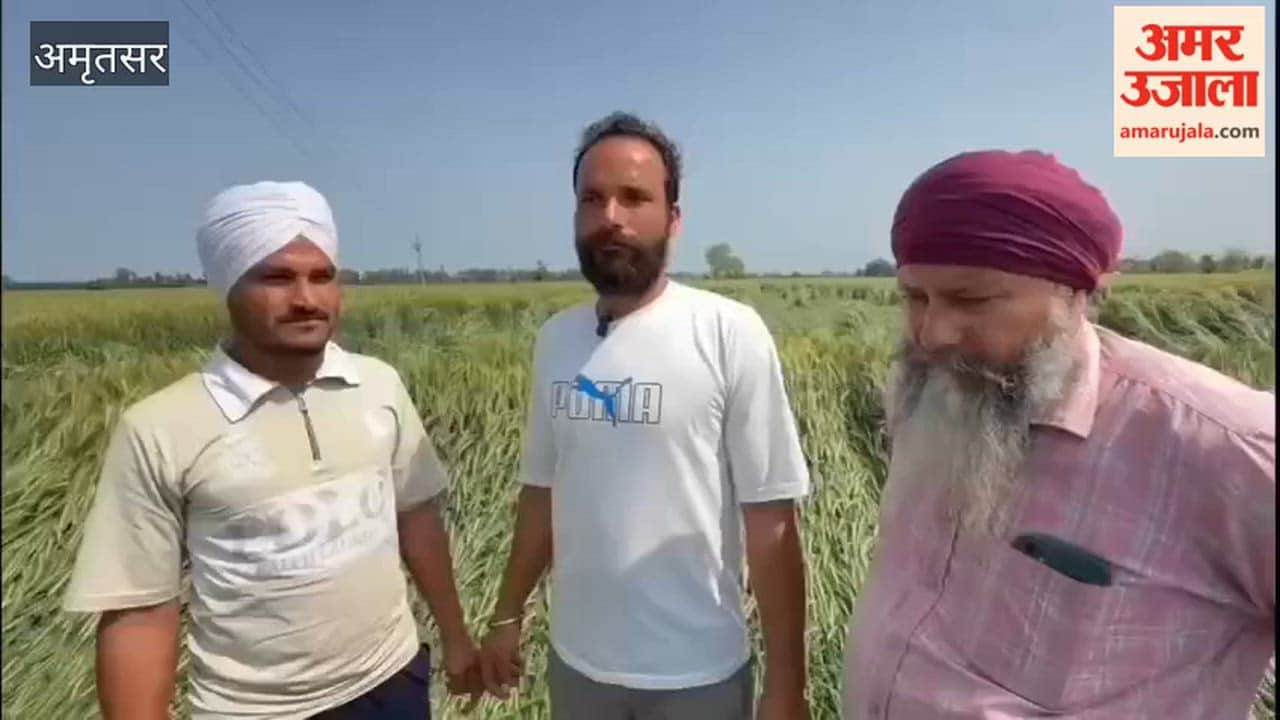 Strong storm, rain and hailstorm wreak havoc on ripe wheat crop in Amritsar
