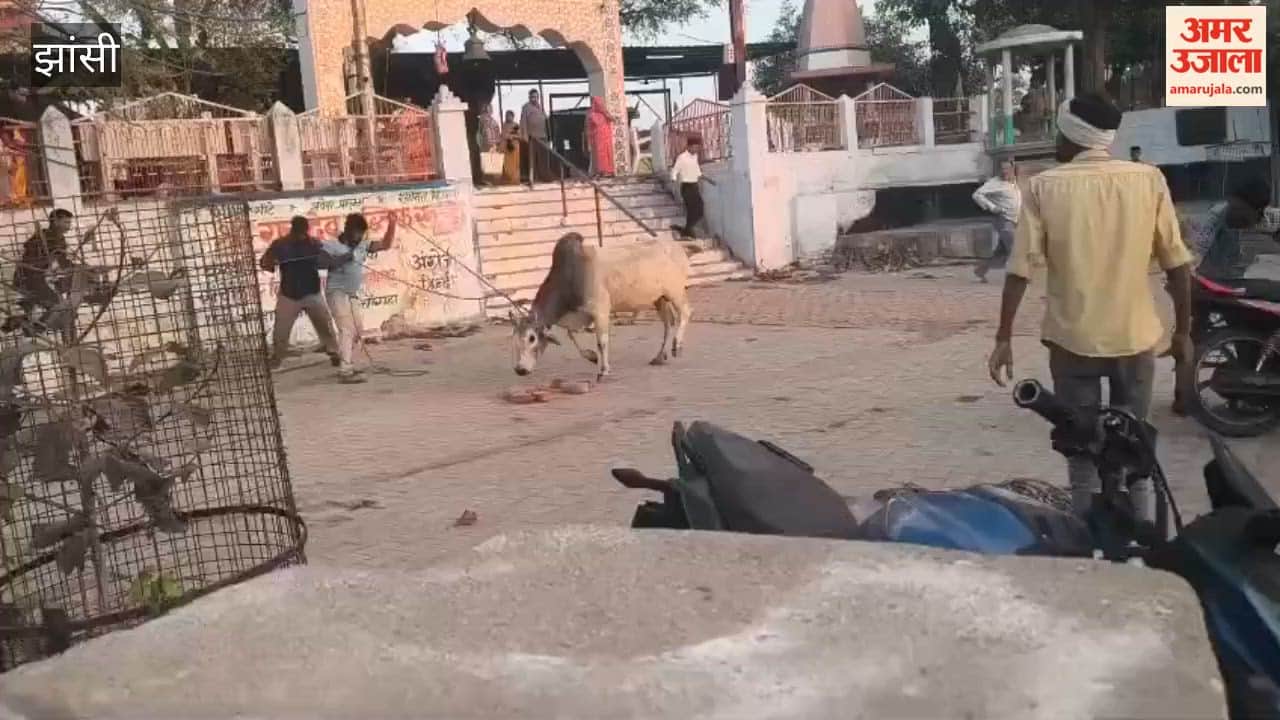 The municipality launched a campaign to catch stray animals in Gursarai.