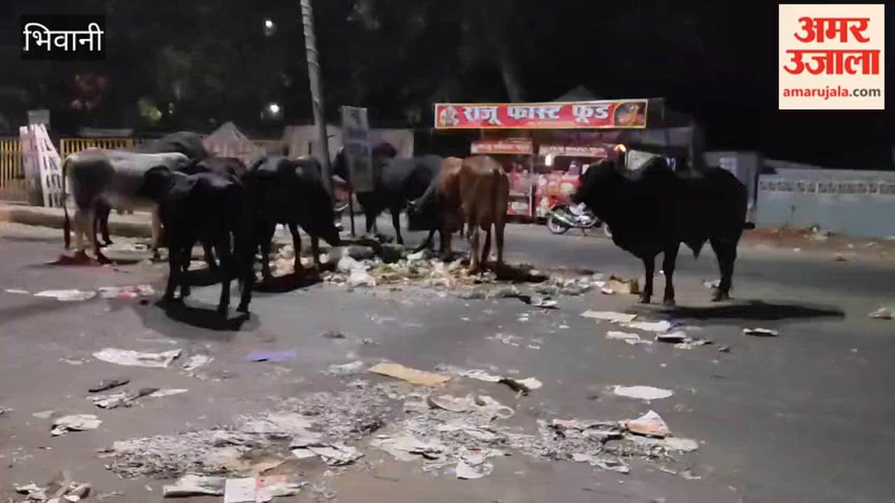 Stray Animals Wreak Havoc in Loharu, Bhiwani; Municipal Administration Remains a Silent Spectator.