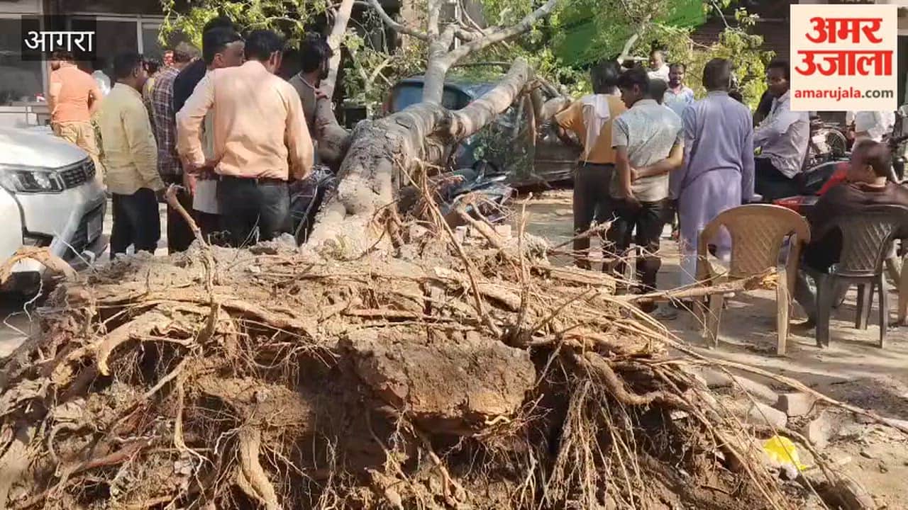 Tree Falls on Raja Mandi Station Road in Agra, Car and Activa Damaged; Major Mishap Averted