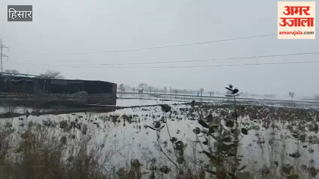 Demand for drainage of water filled in the fields of Barwala assembly constituency in Hisar, appeal made to the minister