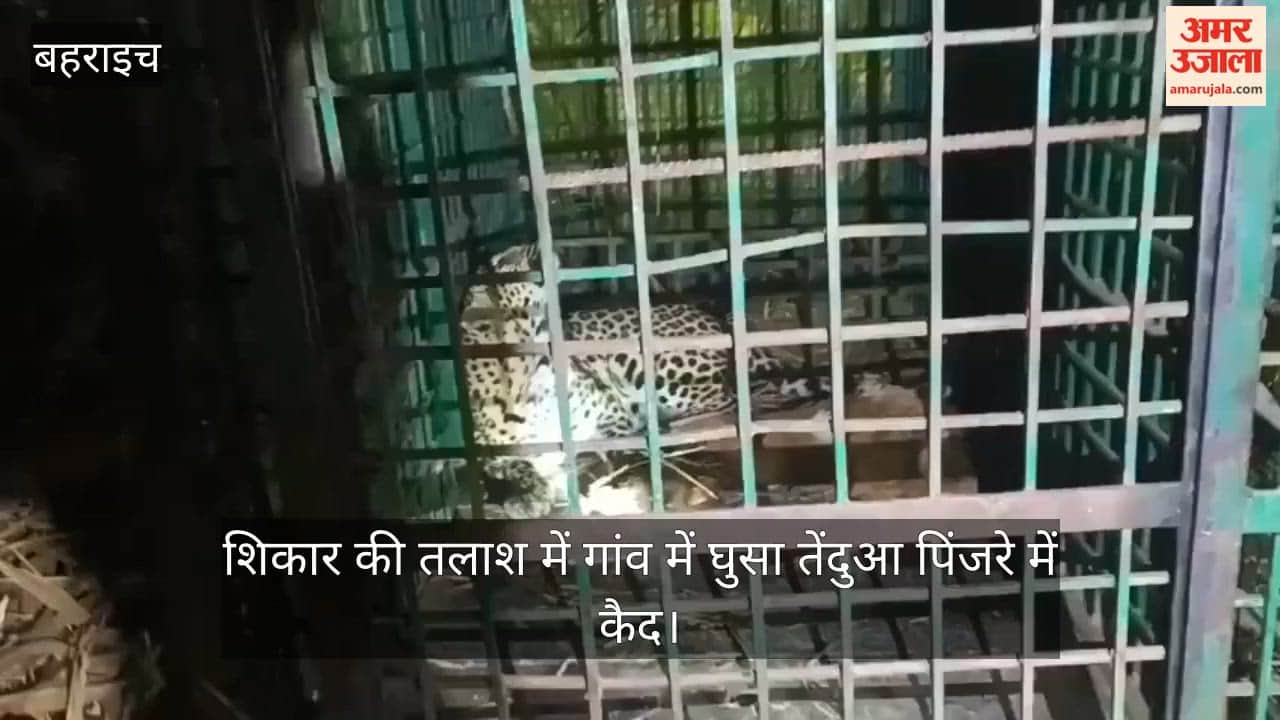 बहराइच में रात के अंधेरे में शिकार की तलाश में गांव में घुसा तेंदुआ पिंजरे में कैद