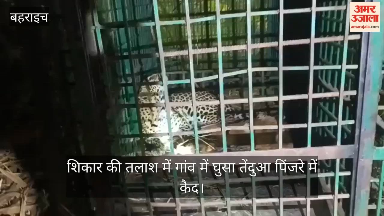 बहराइच में रात के अंधेरे में शिकार की तलाश में गांव में घुसा तेंदुआ पिंजरे में कैद