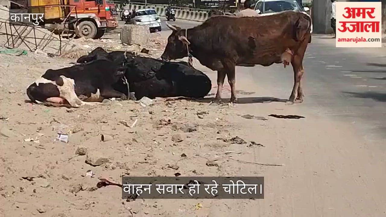 कानपुर: रेलबाजार-फेथफुलगंज मार्ग पर 'अन्ना मवेशियों' का कब्जा: सड़क के बीच बैठे झुंड दे रहे हादसों को दावत