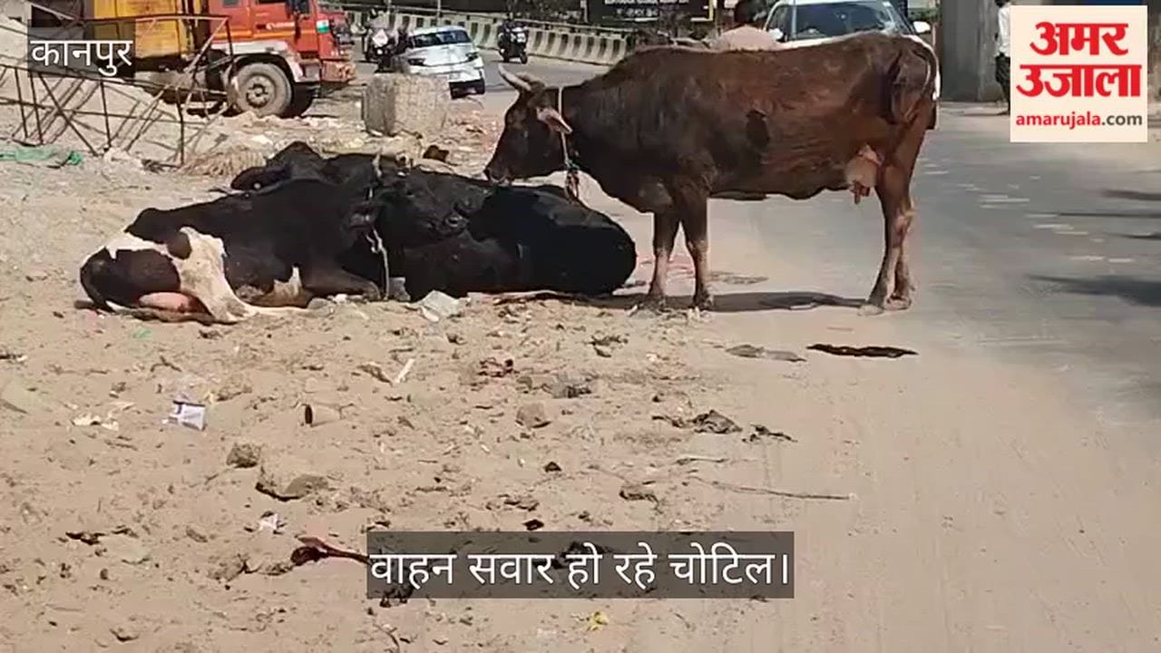 कानपुर: रेलबाजार-फेथफुलगंज मार्ग पर 'अन्ना मवेशियों' का कब्जा: सड़क के बीच बैठे झुंड दे रहे हादसों को दावत