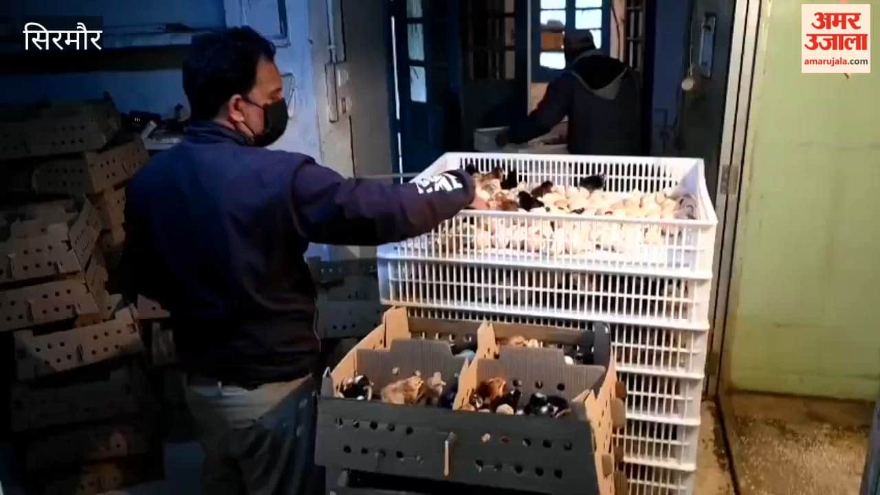 Sirmour People are moving towards self-employment through Backyard Poultry Scheme