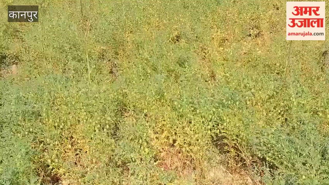 Farmers in the Bhitargaon area are staying up all night to protect their crops from Hola enthusiasts