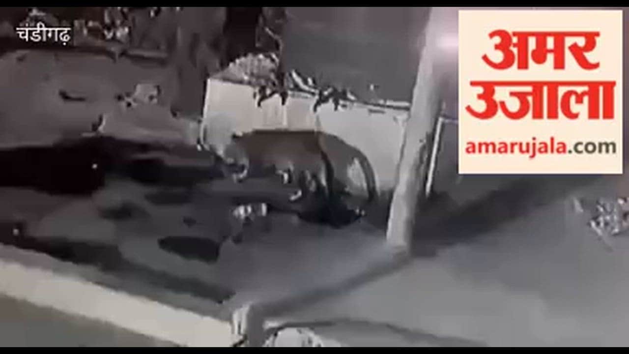 A leopard-like animal was spotted in a residential area in Chandigarh's Sector 29.