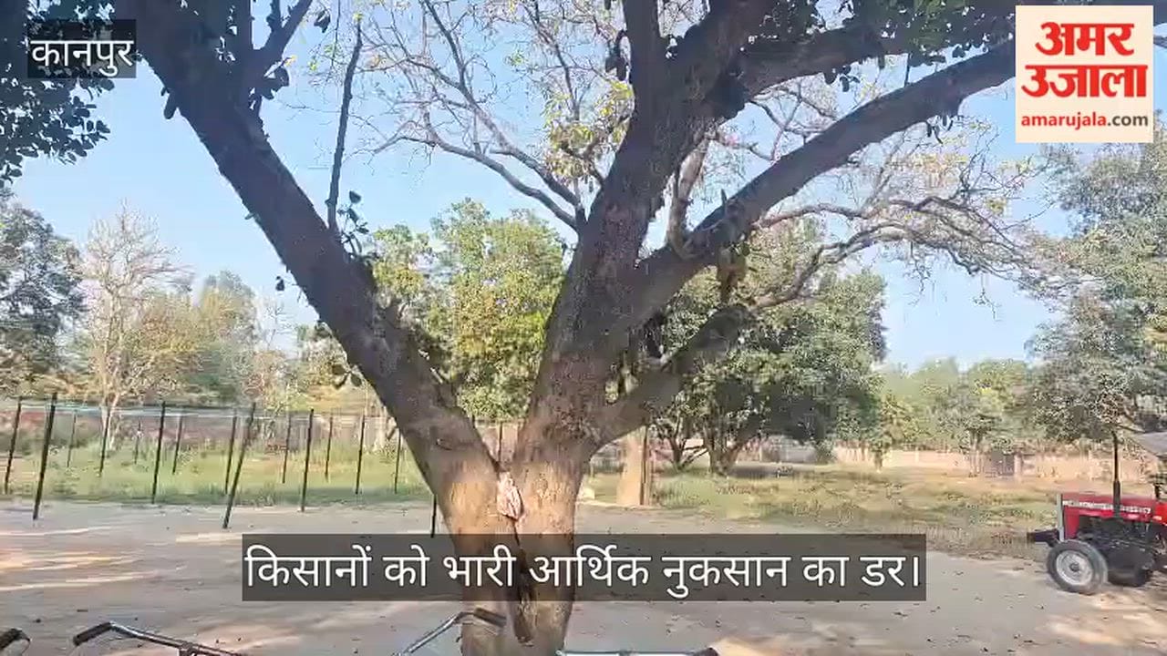 भीतरगांव में तपिश का कहर: झुलसने लगी कटहल की फसल; फल गिरने से बागवान बेहाल