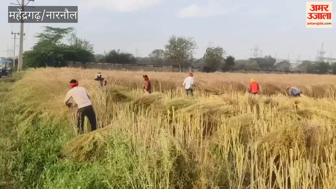 Changing Weather Conditions in Mahendragarh Heighten Farmers' Concerns; Advice Issued to Halt Wheat Irrigation