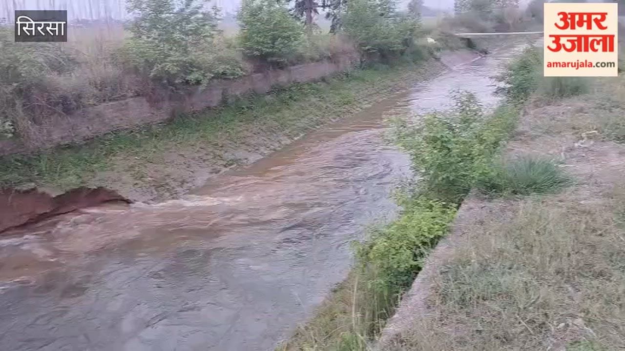 Waterlogging caused by the Sheranwali Canal near Darba Kalan, in the Chopta region of Sirsa, has damaged 50 acres of wheat crops.