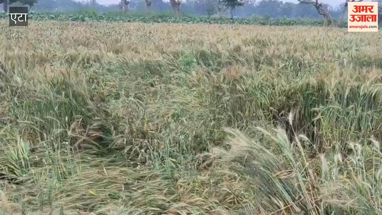 Heavy Damage to Crops Due to Strong Winds and Rain