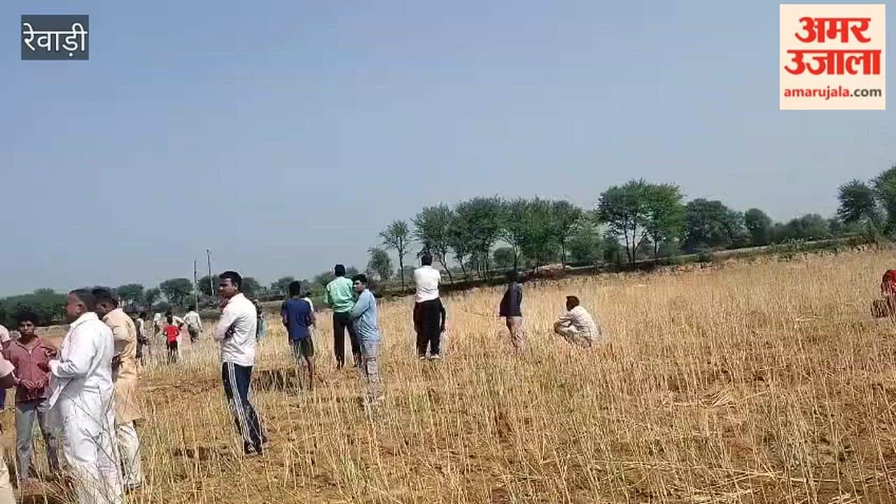 Mustard crop stolen from the field