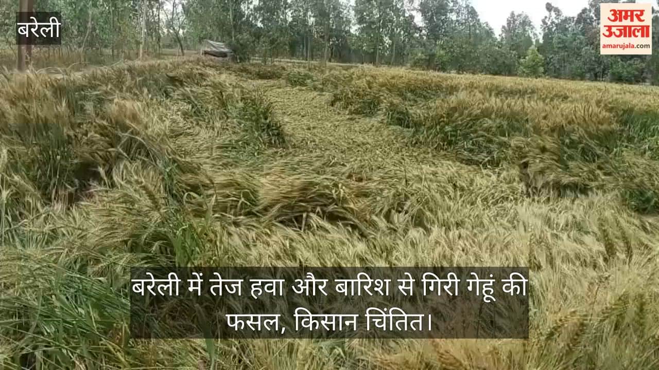 Wheat Crop Flattened by Strong Winds and Rain in Bareilly