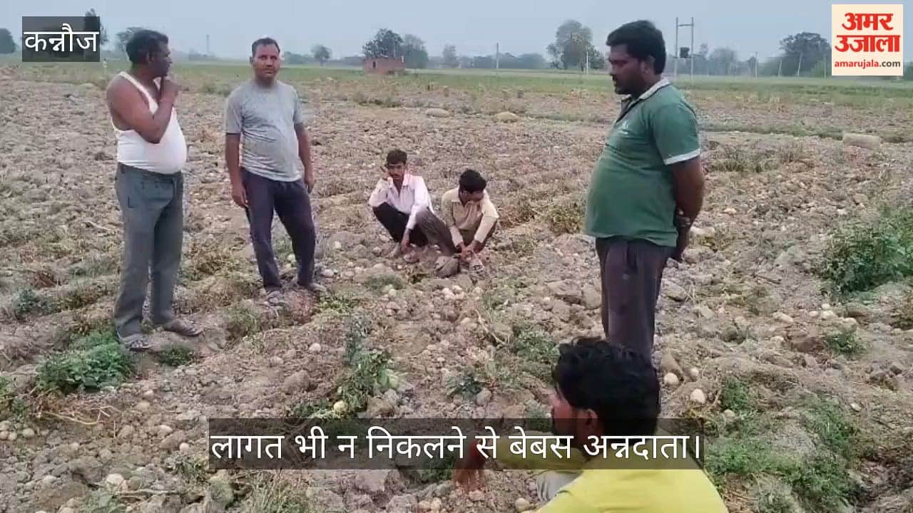 कन्नौज में आलू किसानों का हाहाकार, ट्रैक्टर से रौंदी गई लहलहाती फसल, सरकार से MSP की बड़ी मांग