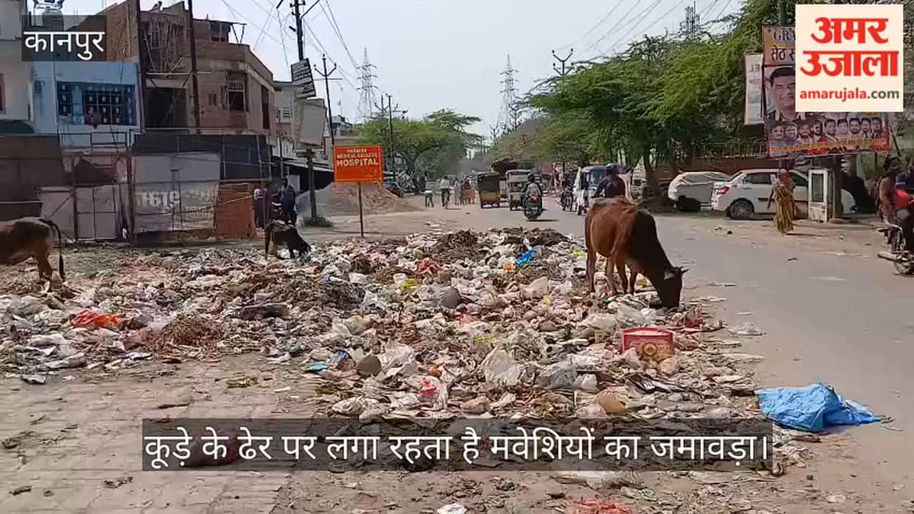 Kanpur Stray Cattle Gather at Roadside Garbage Piles Heightening Accident Risk Commuters