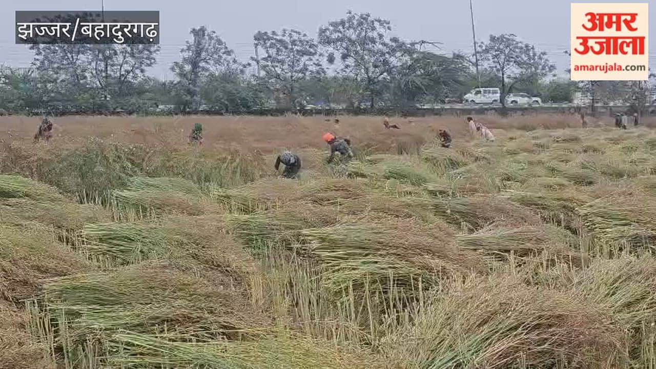 Farmers in Badli, Bahadurgarh, have become busy with the mustard harvest.
