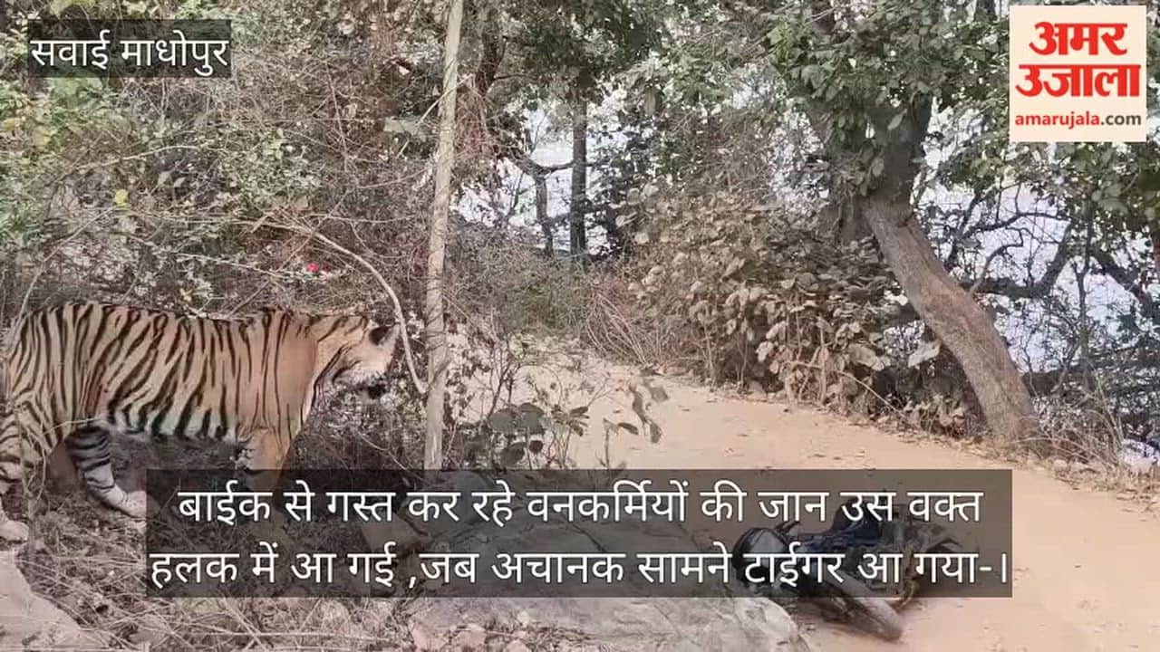 The forest officials on patrol on their bikes were left in danger when a tiger suddenly appeared in front of