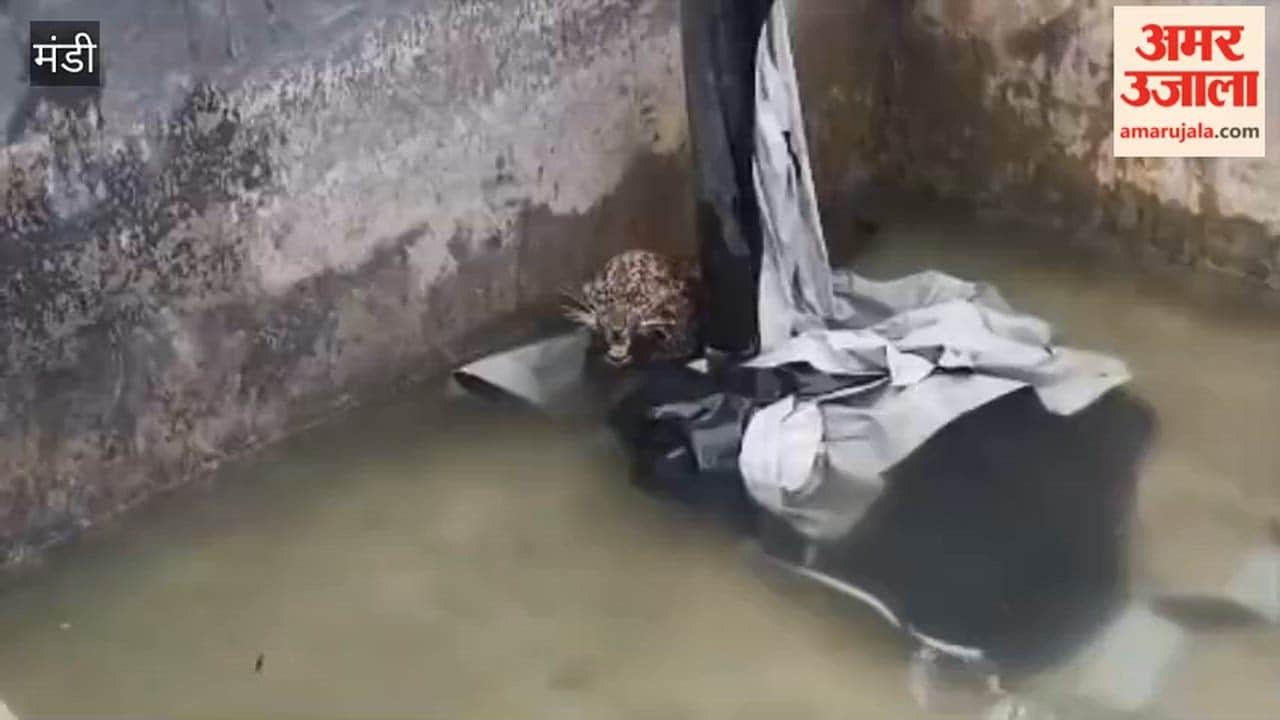 Mandi Female Leopard Trapped in Water Tank Forest Department Rescues and Releases It Back into the Wild