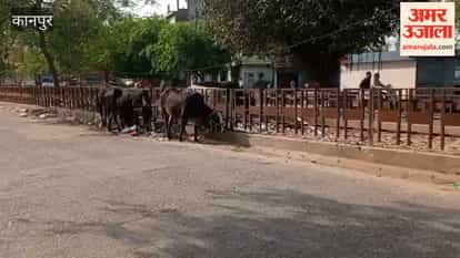 Kanpur: Cattle Congregate Along the Roadside in Kakadev-Maswanpur