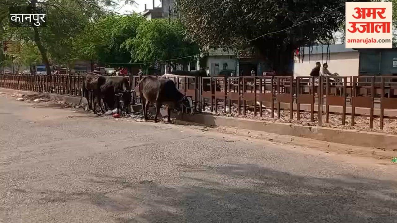 Kanpur: Cattle Congregate Along the Roadside in Kakadev-Maswanpur