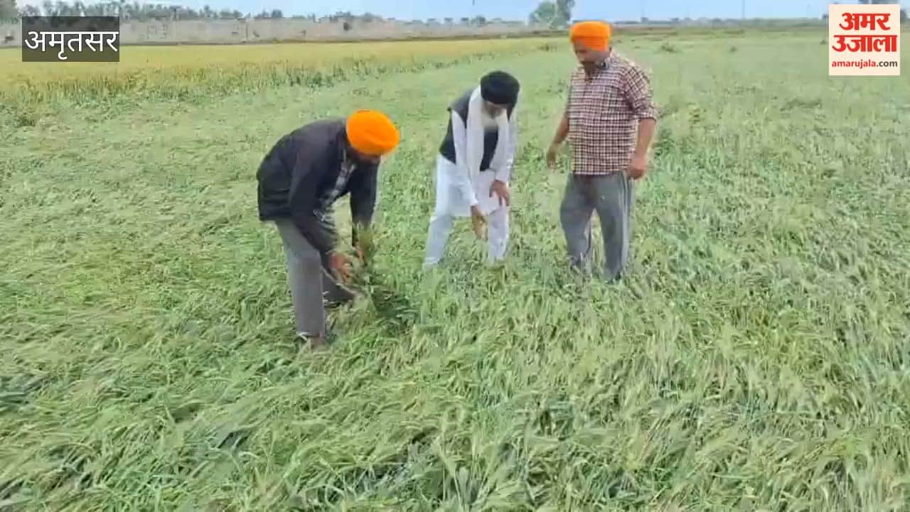 In Ajnala, first floods and now unseasonal rains have ruined the farmers' crops.