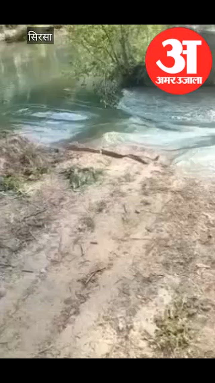 सिरसा: भाखड़ा नहर की मुख्य ब्रांच में 20-25 चौड़ी दरार, दर्जनों एकड़ फसल हुई जलमग्न