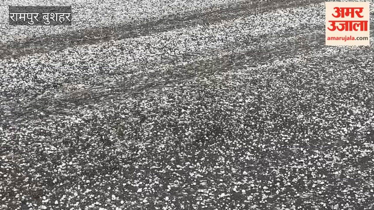 Rampur Bushahr Heavy Hailstorm Hits Theog Sub-division; Roads and Orchards Turn White