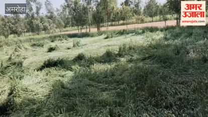 Wheat crop flattened by strong winds