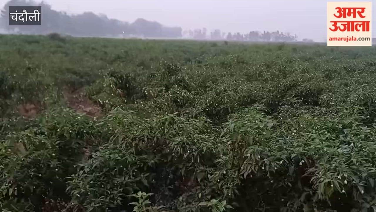 New Arrivals of Green Chilies Hit Market Bringing Relief from Skyrocketing Prices