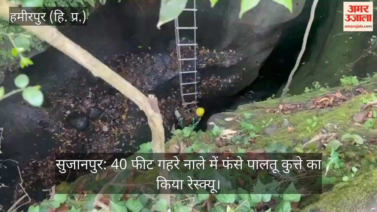 Sujanpur: Pet Dog Rescued from 40-Foot-Deep Drain