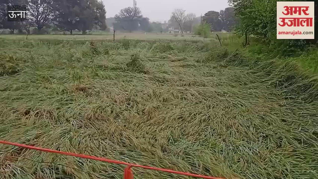 Una Wheat Crop Suffers Heavy Damage in Kutlehar Region Due to Storm and Rain