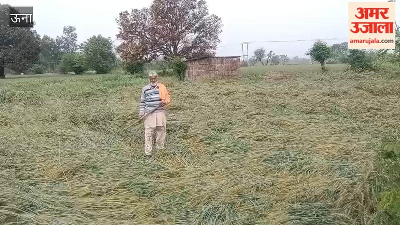 Una Wheat Crop Flattened by Strong Winds and Rain Farmers Worries Mount