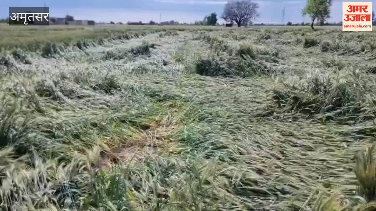 After floods, unseasonal rains have now ruined the wheat crop in Amritsar.