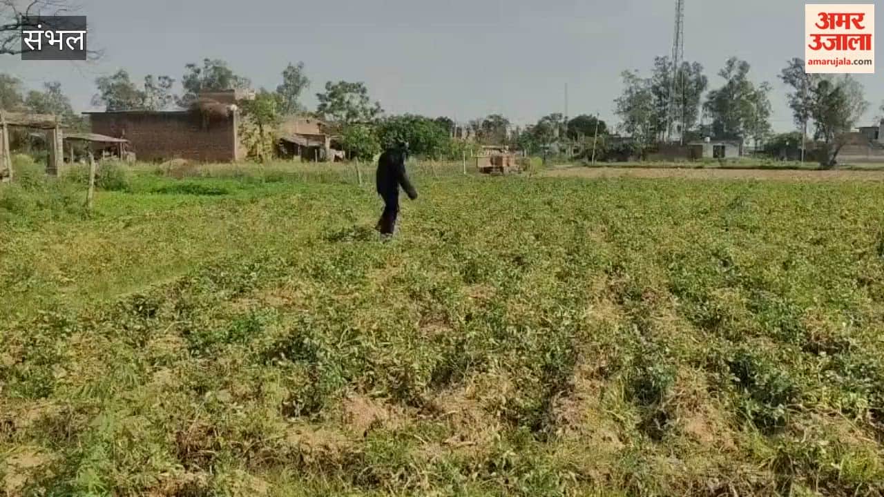 Protect Crops from Monkeys, Farmer Dresses as a Bear, Guarding His Field in a Unique Way