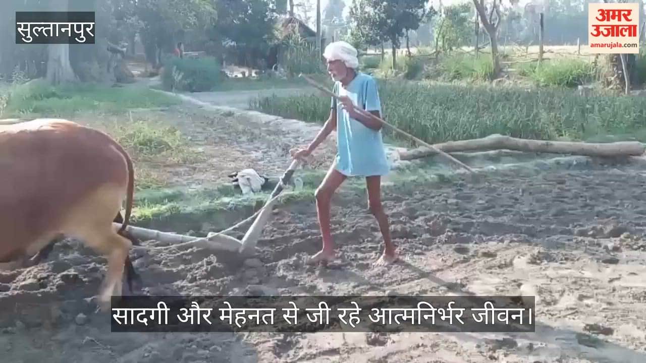 VIDEO: बैलों के सहारे खेती, गंगाराम की अनोखी मिसाल, सादगी और मेहनत से जी रहे आत्मनिर्भर जीवन