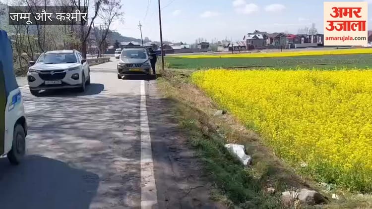 Jammu Kashmir: गांदरबल में सरसों के पीले खेत बना रहे सैलानियों के लिए नया आकर्षण