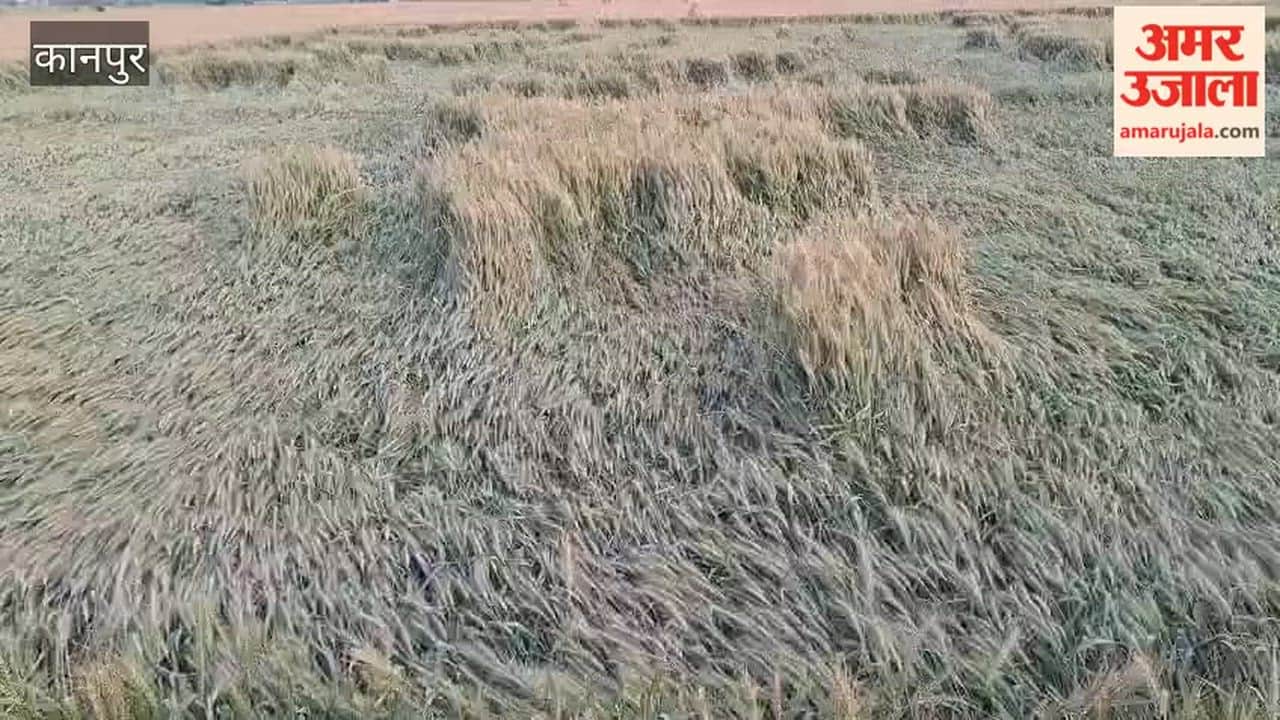 Strong Winds Flatten Wheat Crops; Irrigating Farmers in Distress