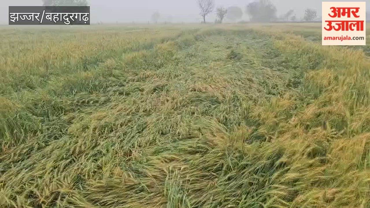 Rain and strong winds damage farmers crops