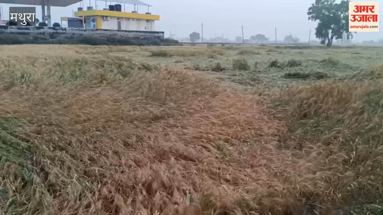 Storm and Rain Flatten Wheat Crops Across Hundreds of Acres