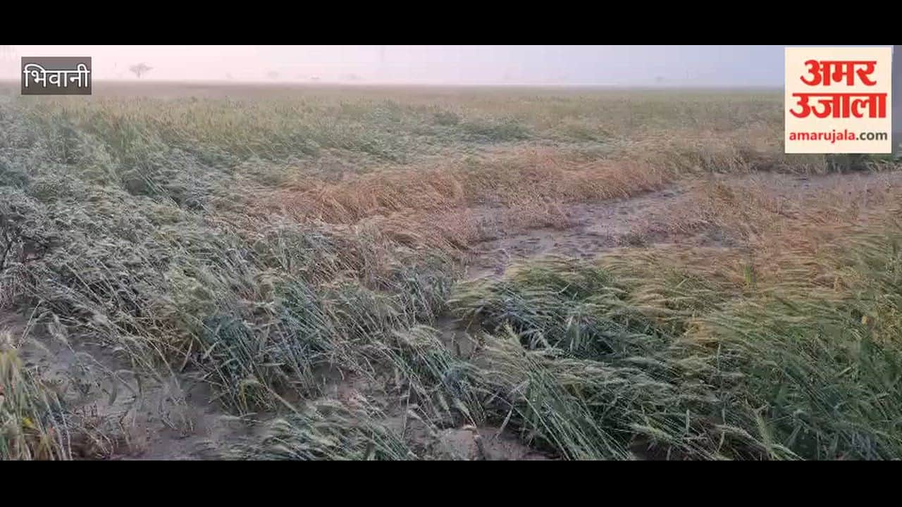 Farmers' Hopes Dashed in Bhiwani: Crops Laid Waste Across 35,000 Acres of Farmland