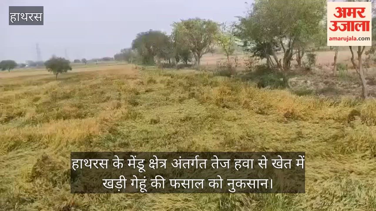 हाथरस के मेंडू क्षेत्र अंतर्गत तेज हवा से खेत में खड़ी गेहूं की फसाल को नुकसान